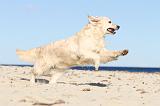 GOLDEN RETRIEVER 487